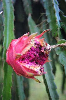 Free Pitahaya Fruit Royalty Free Stock Image - 21198456