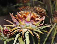 Close Up Of An Artichoke Flower Head Royalty Free Stock Photos