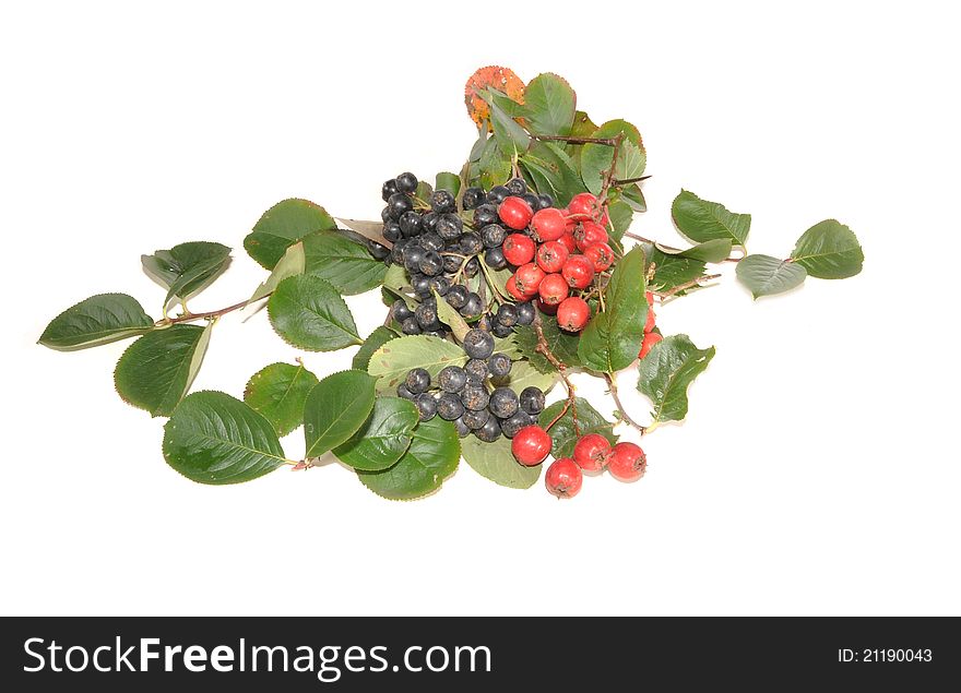 Berries of a mountain ash and hawthorn with leaves. Berries of a mountain ash and hawthorn with leaves