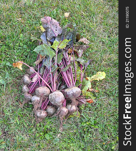 Tubers of a beet with leaves lie on a grass. Tubers of a beet with leaves lie on a grass