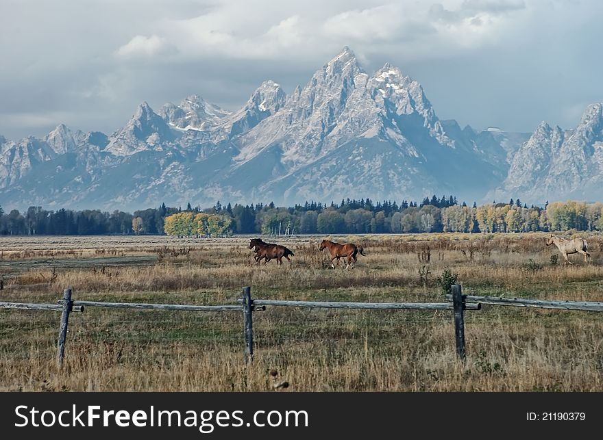 Horses run in a pasture just outside Grand Teton National Park. Horses run in a pasture just outside Grand Teton National Park.