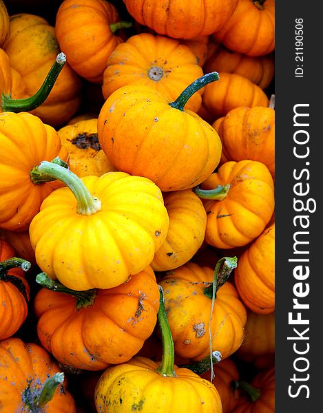 Harvest of pumpkins collected on a farm