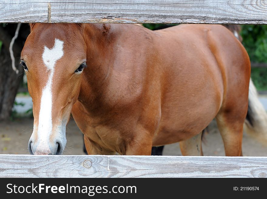 Portrait of chestnut horse looking from behind the fence. Portrait of chestnut horse looking from behind the fence