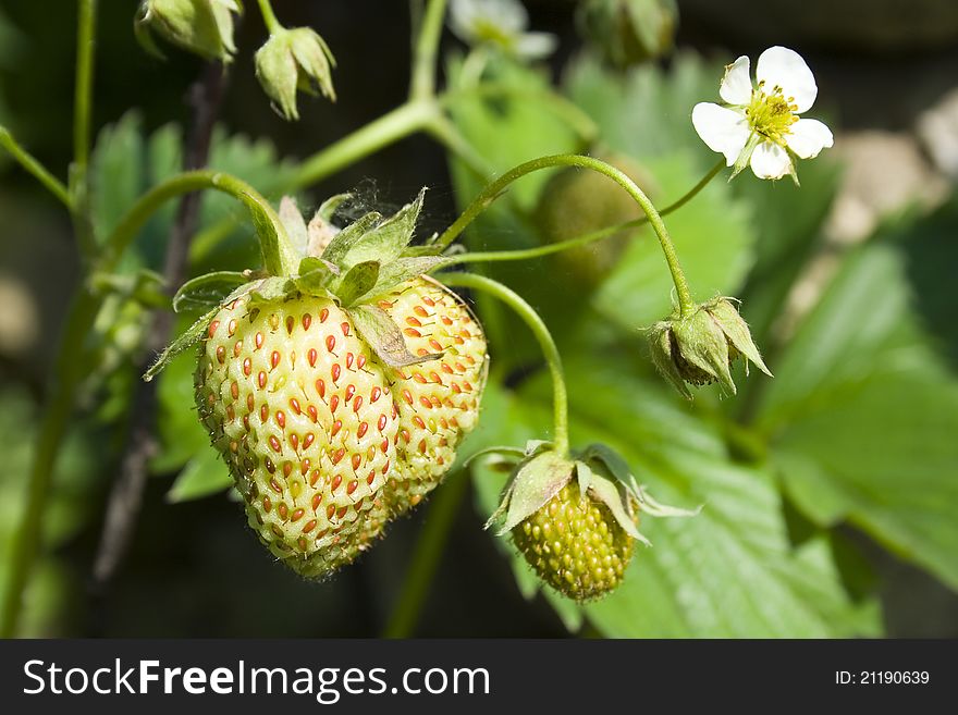 Green unripe strawberries on branch.