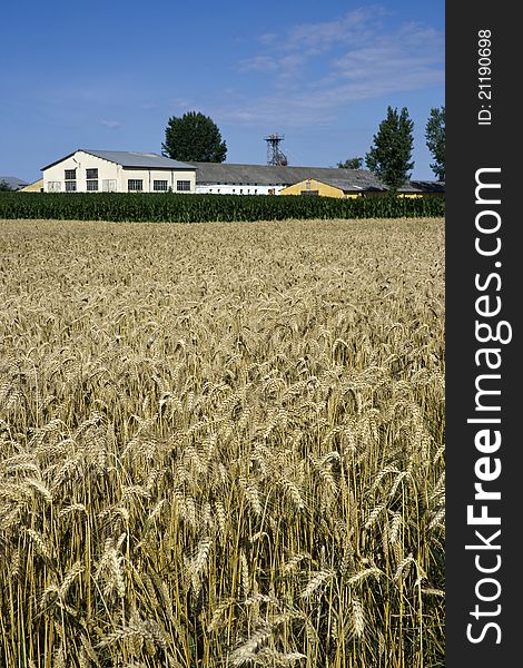 Farm Buildings And Wheat Field