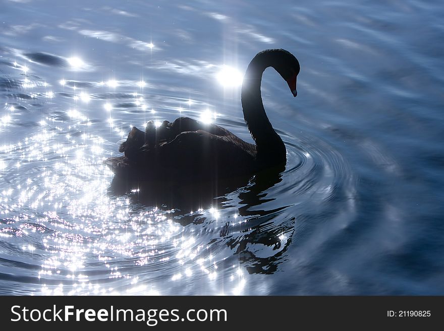 Silhouette of adult swan on lake in sparkle water. Silhouette of adult swan on lake in sparkle water.