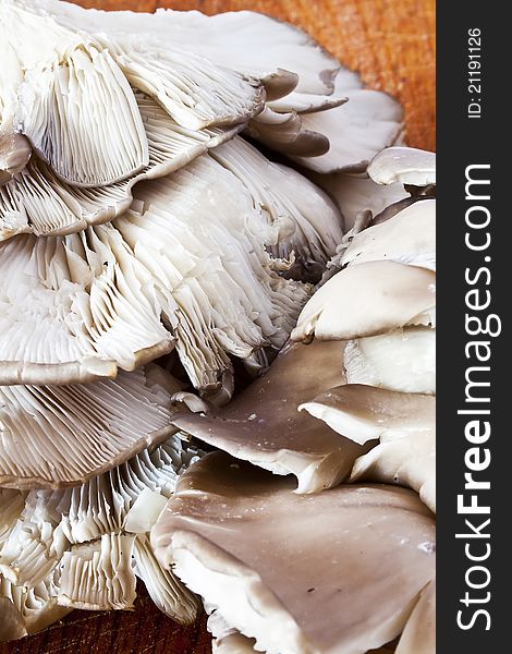 Pleurotus  mushroom