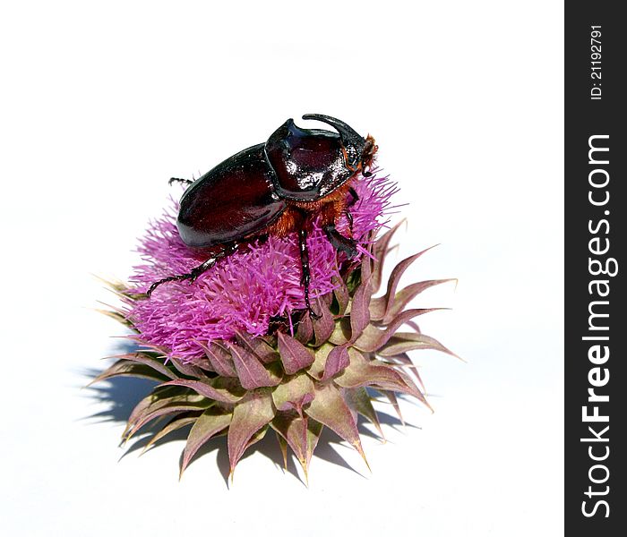 Rhinoceros beetle on violet flower