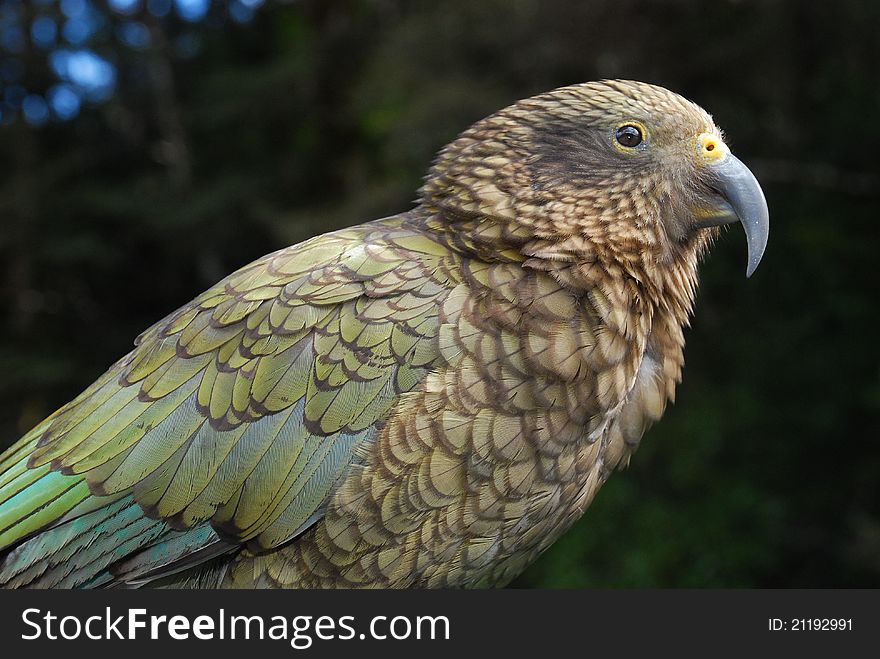 Close up of a Kea in New Zealand