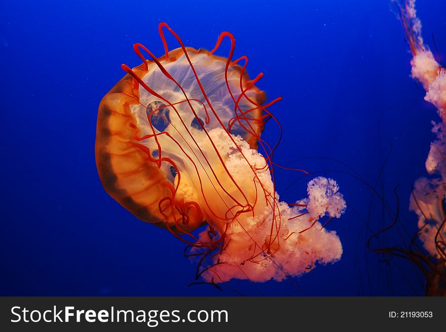 The jellyfish in the sea