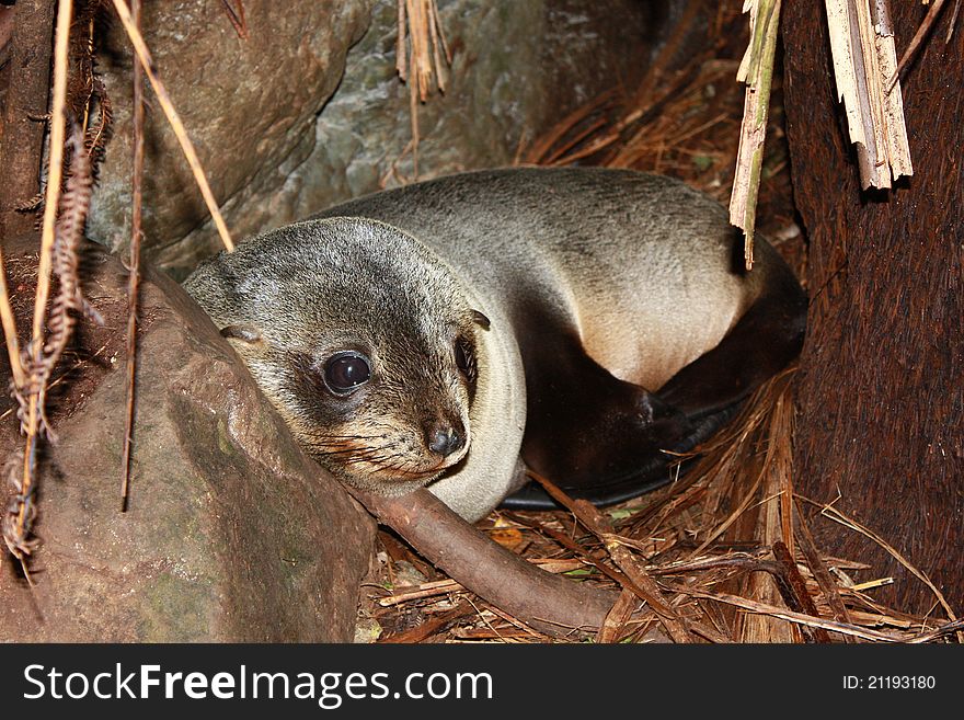 Seal Resting In A Forest