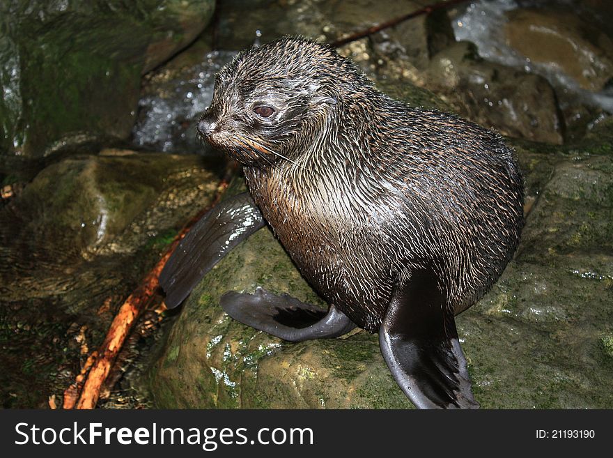 Wet Harbor Seal