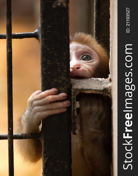 A baby monkey in the cage in zoo