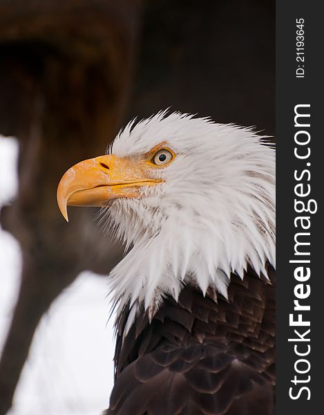 Closeup portrait shot of bald eagle. Closeup portrait shot of bald eagle.