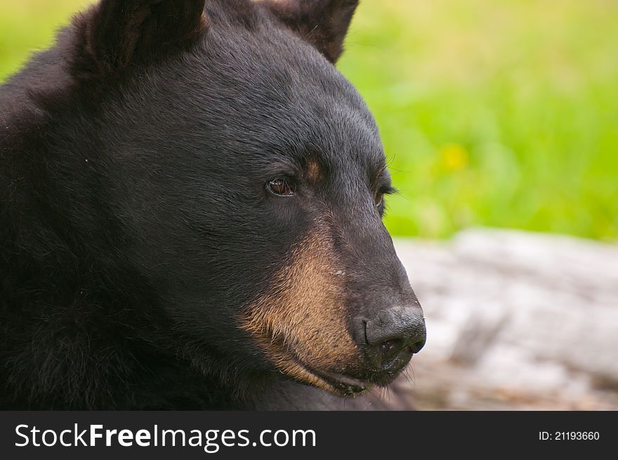 Closeup shot of black bear showing fur and face details. Closeup shot of black bear showing fur and face details.