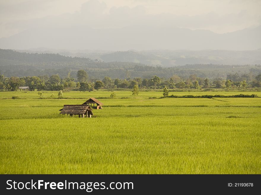 Paddy Rice on farm rice in north thailand. Paddy Rice on farm rice in north thailand