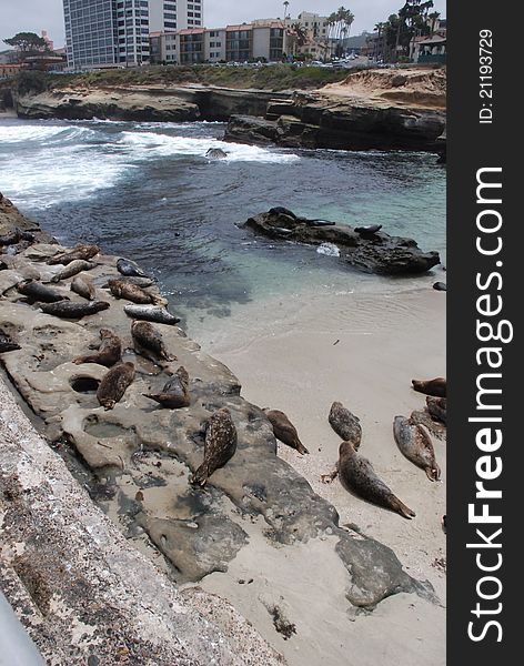 The Sea Lions basking in the sun and playing in the water at the La Jolla Cove in Southern California. The Sea Lions basking in the sun and playing in the water at the La Jolla Cove in Southern California