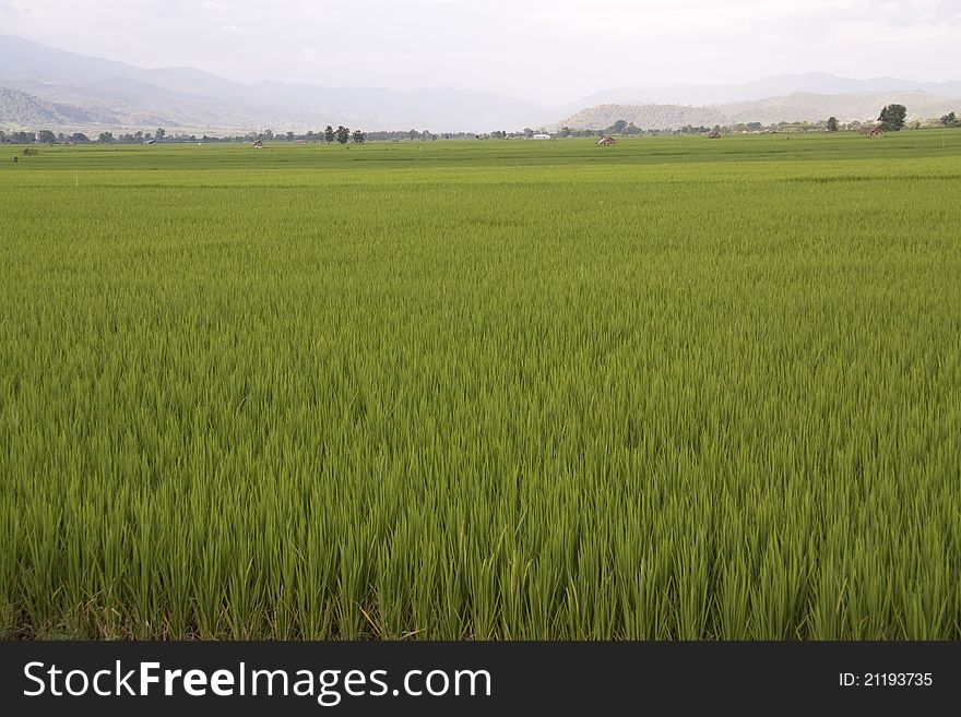 Rice plant