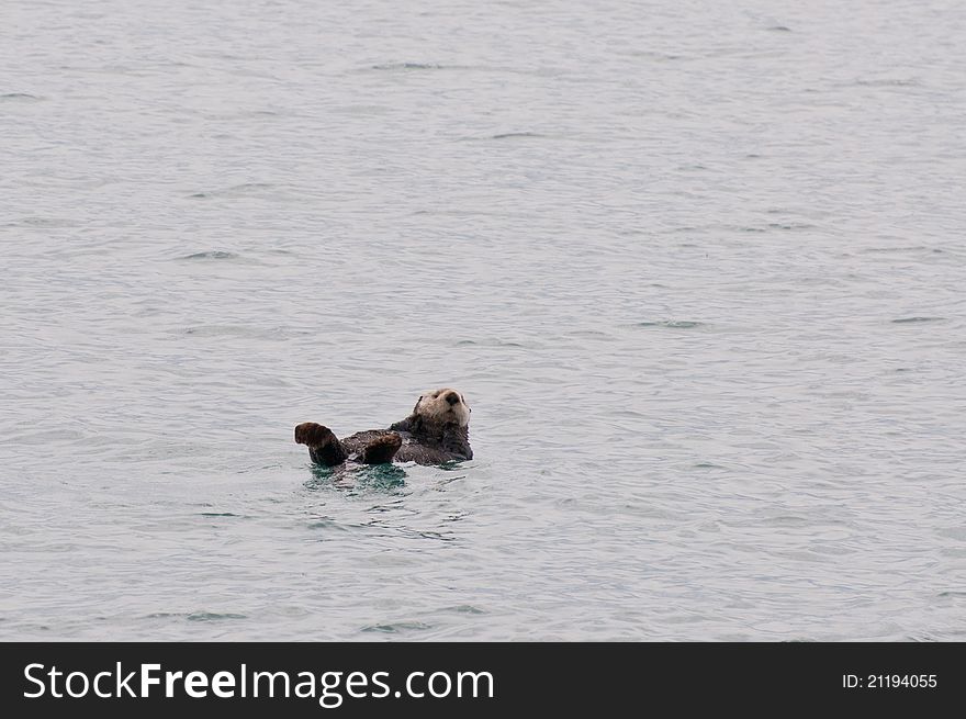 Wild sea otter swimming on its back in Prince William Sound.