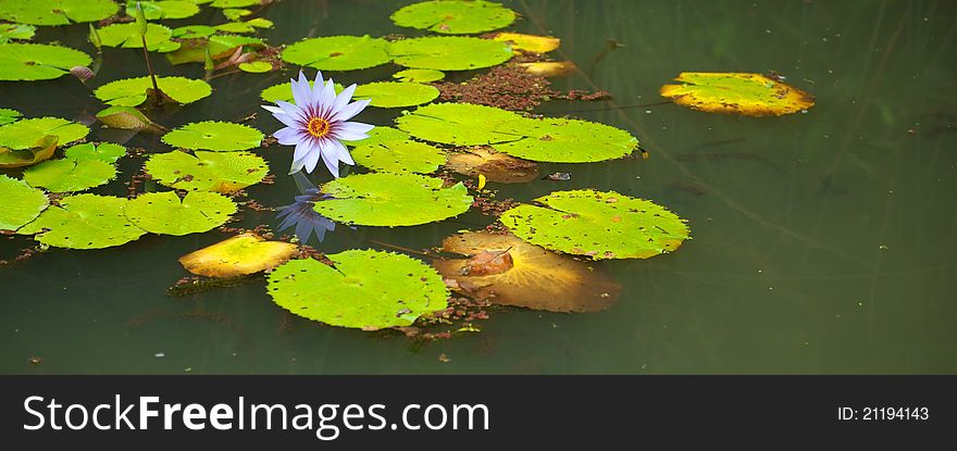 Bright green lilly pads and a subtle lavender flower float in a pond. Bright green lilly pads and a subtle lavender flower float in a pond