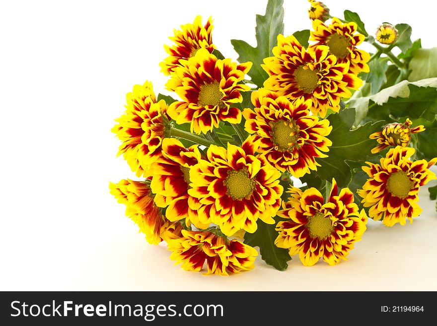 Flower yellow chrysanthemums closeup on white background. Flower yellow chrysanthemums closeup on white background