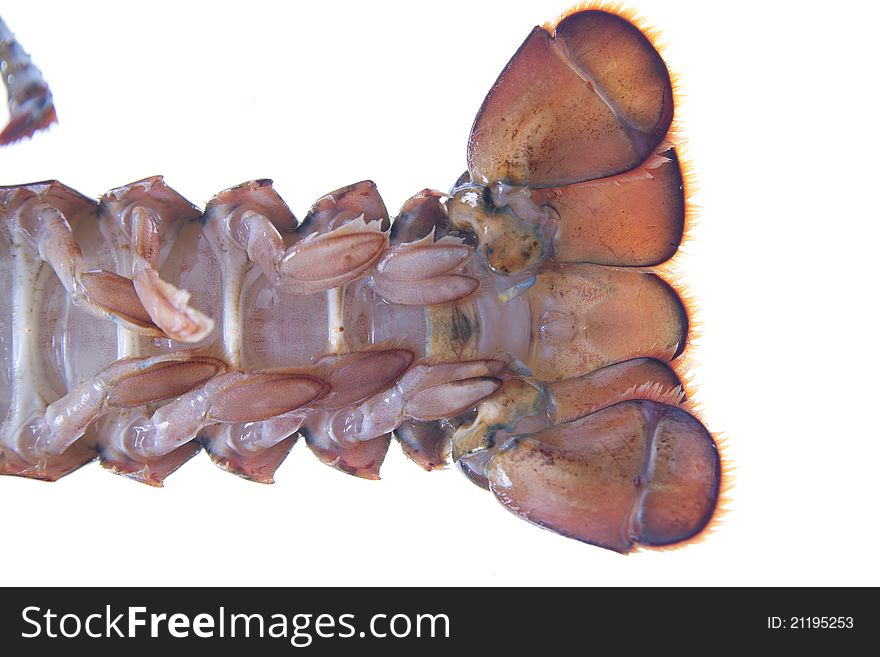 Crustacean