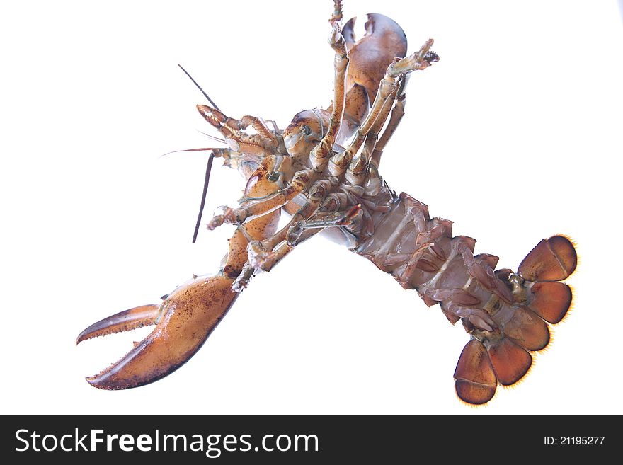 Crustacean