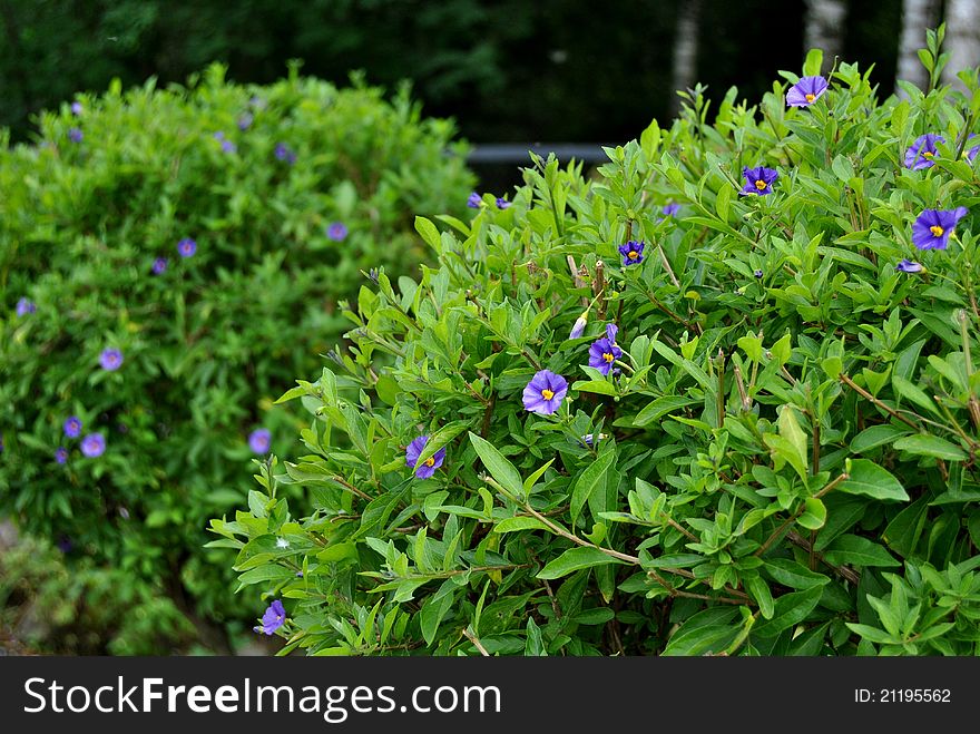 Green bush with the purple flowers