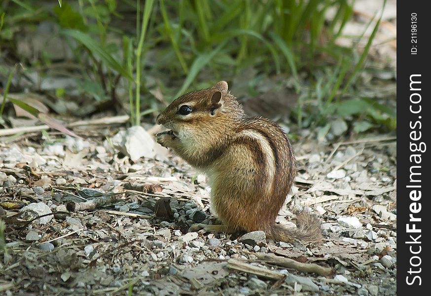 A chipmunk eating food in the wild