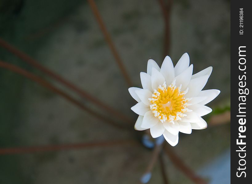 Little white lotus in the lake