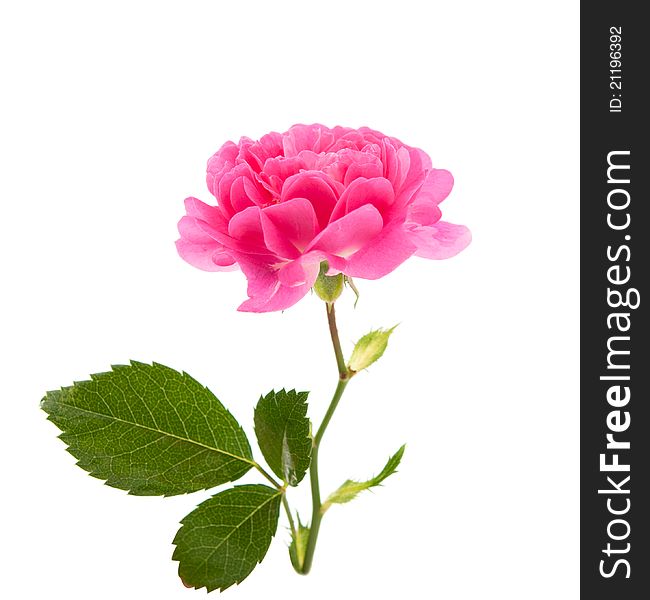 Pink curly rose on a white background