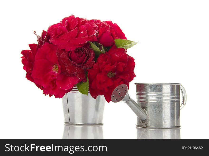 Close-up of a beautiful bouquet of red roses in a bucket of poison deleznom steel watering can. Isolated. Close-up of a beautiful bouquet of red roses in a bucket of poison deleznom steel watering can. Isolated