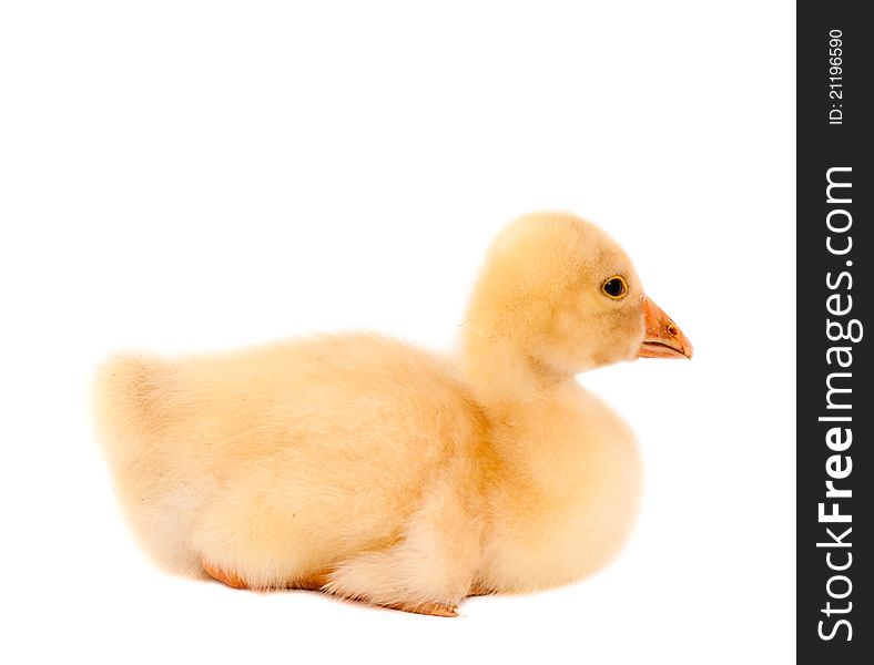 A young goose on a white background