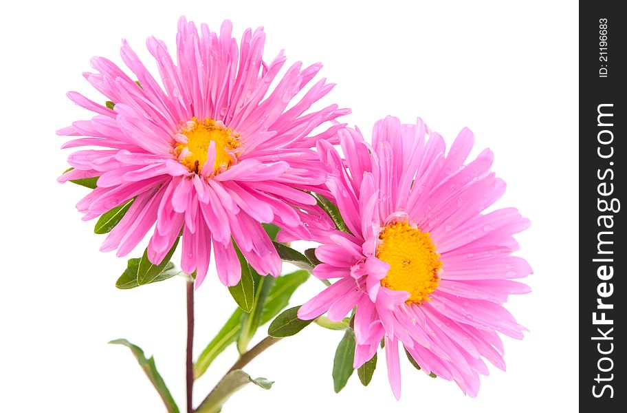 Aster on a white background