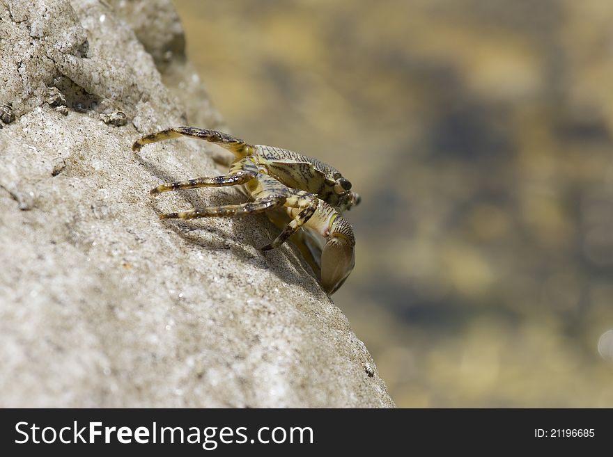 Crab on a rock