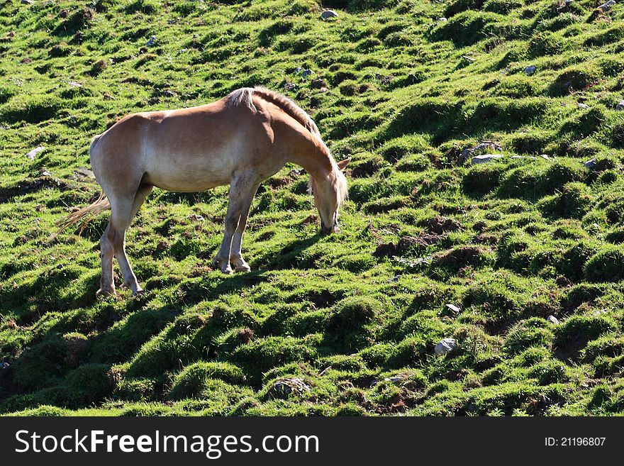 A horse in the mountains eating grass. A horse in the mountains eating grass
