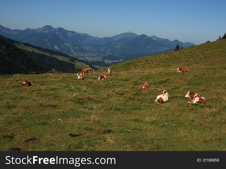 Sleeping cows in the mountains, beautiful landscape behind