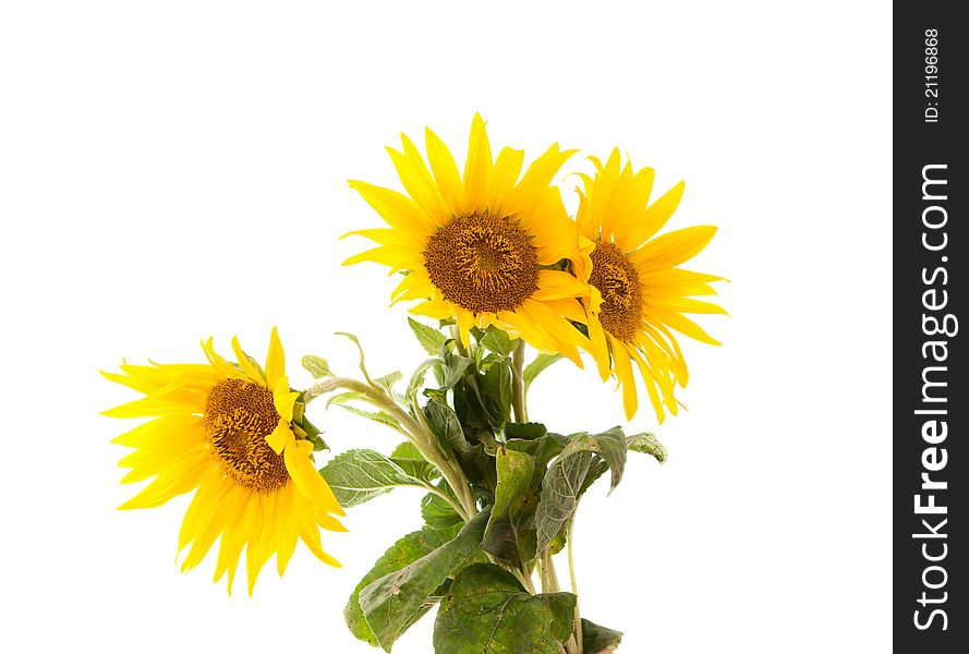 Sunflower flower on a white background