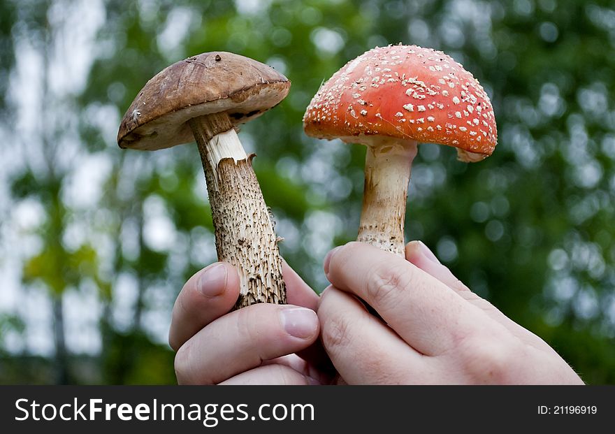Two mushrooms: poisonous and edible in hands of the person. Two mushrooms: poisonous and edible in hands of the person