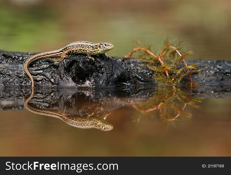 Nice lizard on stock sitting with water plant. Nice lizard on stock sitting with water plant