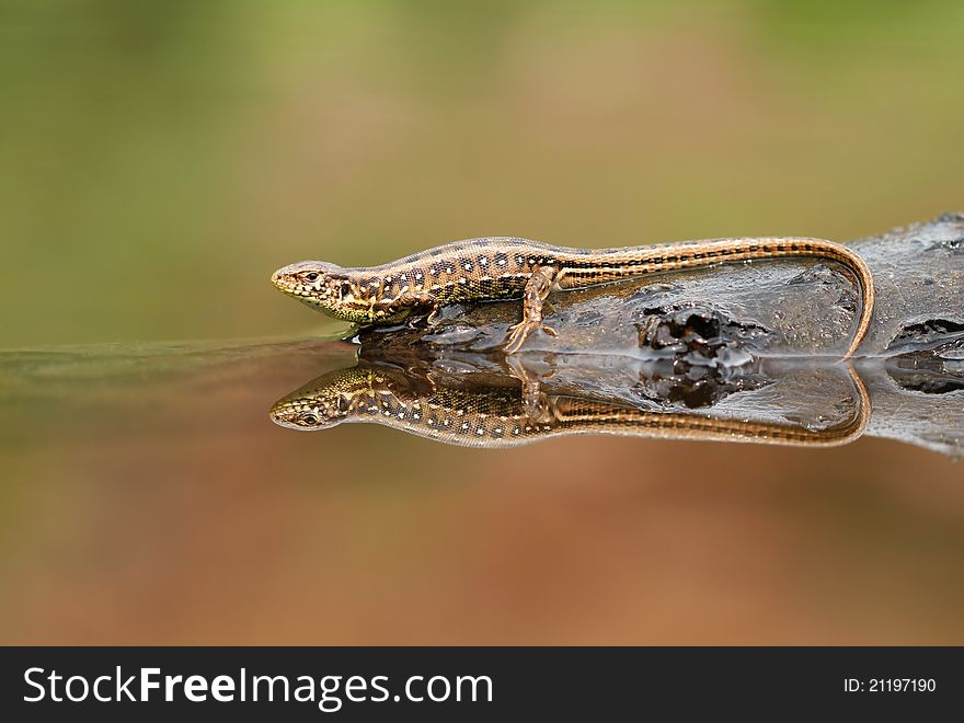 Nice lizard with itÂ´s friend in water mirror