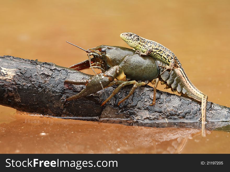 Cheeky lizard on crayfish sitting