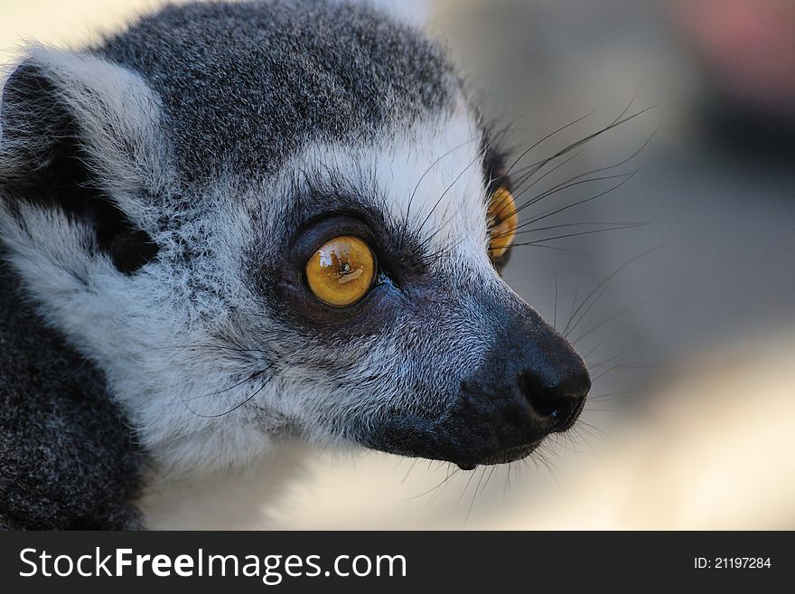 Photo of a lemur that looks carefully. Photo of a lemur that looks carefully