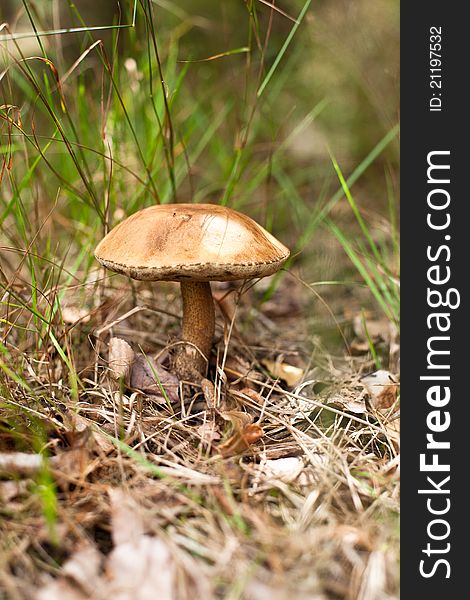 Mushroom growing among the leaves and grass in the forest. Mushroom growing among the leaves and grass in the forest