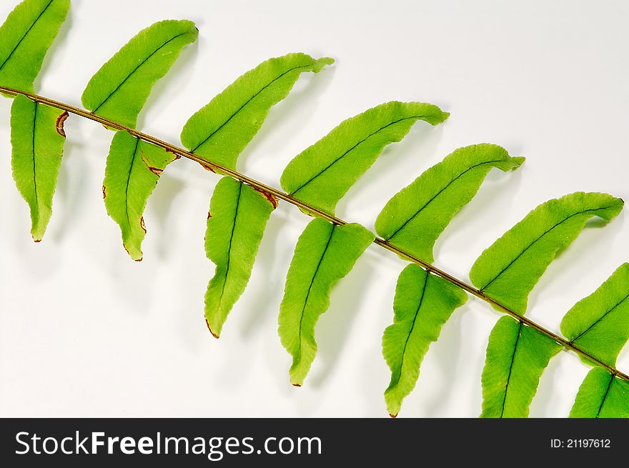 Plant's branch with green leafs, rotated by 45 degrees