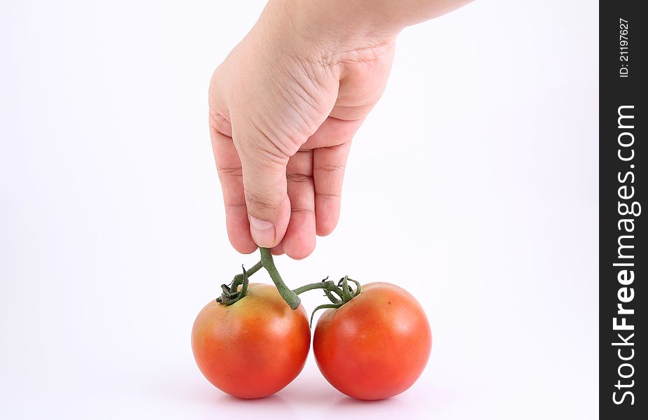 Closeup hand hold two tomatoes on white background