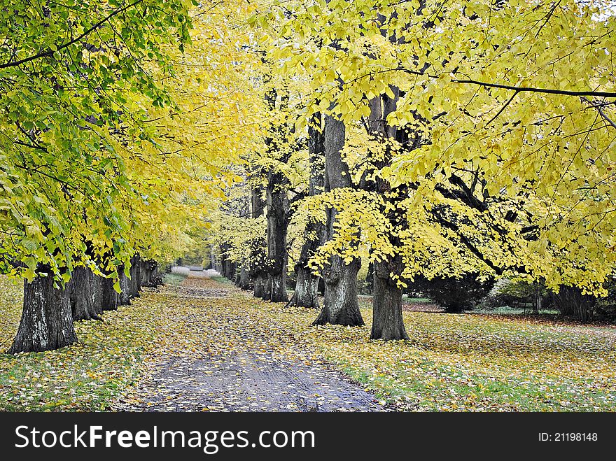 Yellow foliage of trees in the park. Yellow foliage of trees in the park