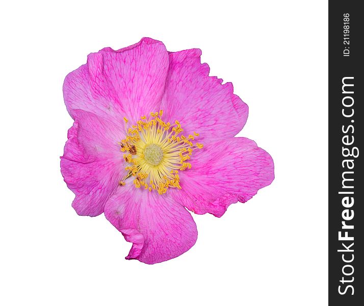 Flower head isolated on a white background