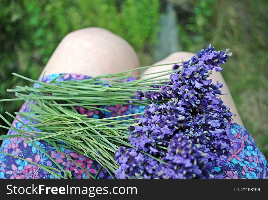 Cutted bunch of lavender on the girl's lap. Cutted bunch of lavender on the girl's lap