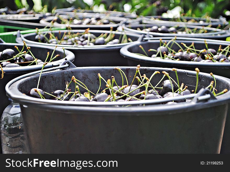 Many black buckets with sweet cherries during harvesting. Many black buckets with sweet cherries during harvesting